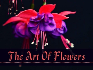 The art of flowers