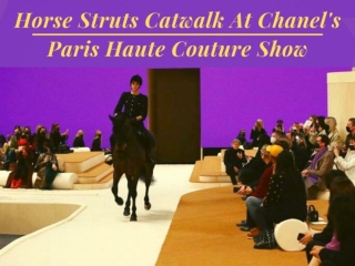 Horse struts catwalk at Chanel's Paris Haute Couture show