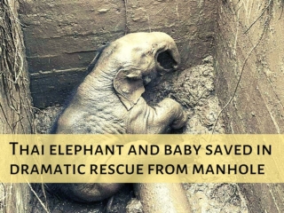 Thai elephant and baby saved in dramatic rescue from manhole