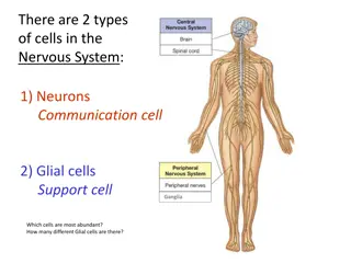 Overview of Nervous System Anatomy and Function