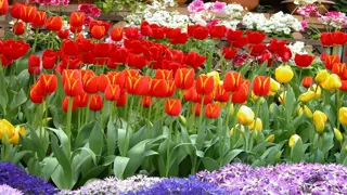 Exploring Rhyming Patterns in Poetry: The ABCB Scheme