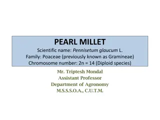 Overview of Pearl Millet: Economic Importance, Origin, and Distribution