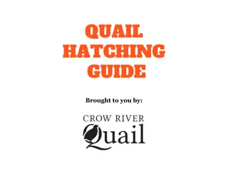 Quail Hatching Guide: Everything You Need to Know