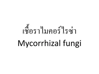 Understanding Mycorrhizal Fungi and Their Importance in Agriculture
