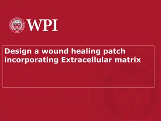 Development of ECM-Based Wound Healing Patch