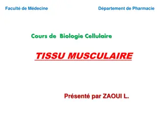 Overview of Muscle Tissue and its Characteristics