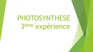 Formation de l'amidon chez Elodée canadensis