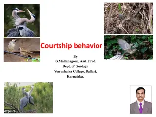 Understanding Courtship Behavior in Animals
