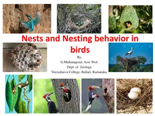 Insights into Nesting Behavior in Birds