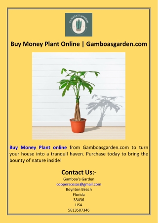 Buy Money Plant Online  Gamboasgarden.com