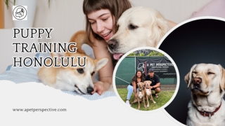 Puppy Training Honolulu