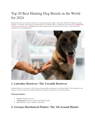Top 20 Best Hunting Dog Breeds in the World for 2024