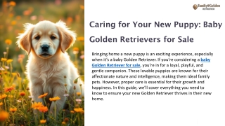 Caring for Your New Puppy Baby Golden Retrievers for Sale