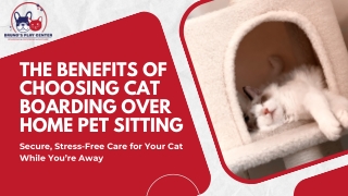 The Benefits of Choosing Cat Boarding Over Home Pet Sitting