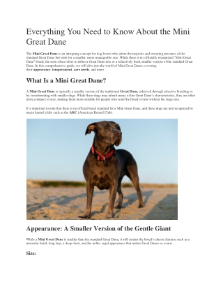 Everything You Need to Know About the Mini Great Dane