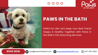 Toronto's Best Dog Groomers | Paws in the Bath