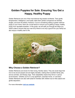 Golden Puppies for Sale_ Ensuring You Get a Happy, Healthy Puppy