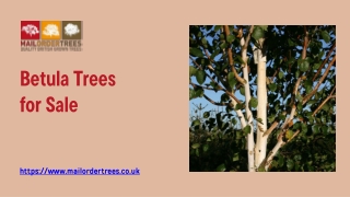 Betula Trees for Sale - www.mailordertrees.co.uk