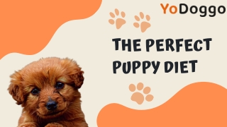 The Perfect Puppy Diet: Yodoggo’s Guide to Optimal Nutrition