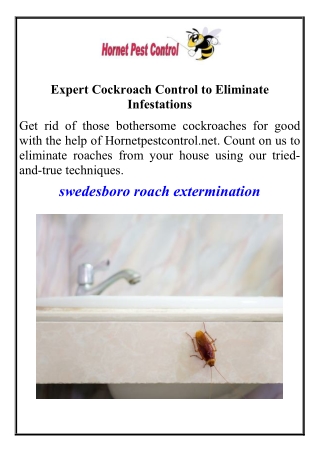 Expert Cockroach Control to Eliminate Infestations