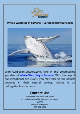 Whale Watching In Samana  Caribbeansuntours.com
