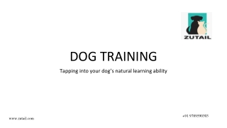 Dog Training service at Home | best dog training near me