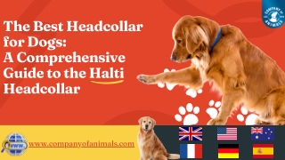 The Best Headcollar for Dogs: A Comprehensive Guide to the Halti Headcollar