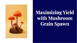 Maximizing Yield with Mushroom Grain Spawn