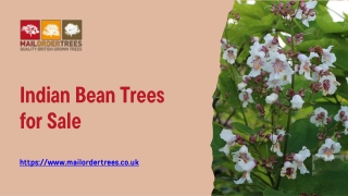 Indian Bean Trees for Sale - www.mailordertrees.co.uk