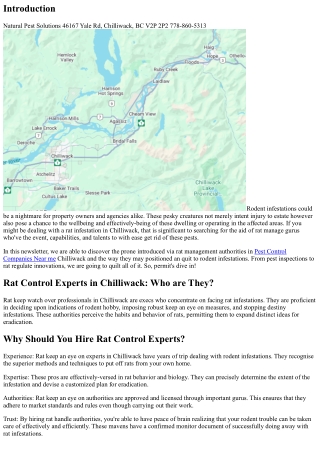 Rat Control Experts in Chilliwack: Putting an End to Rodent Infestations