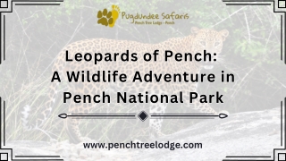 Leopards of Pench: A Wildlife Adventure in Pench National Park