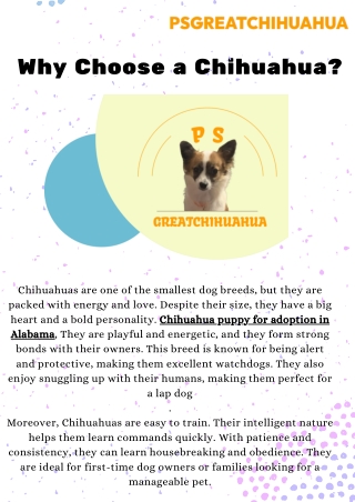 Chihuahua Puppy for Adoption in Alabama – Find Your Perfect Pet