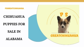 Adorable Chihuahua Puppies for Sale in Alabama