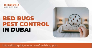 Professional Bed Bugs Pest Control in Dubai by Intrepid