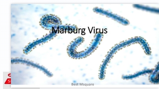 MARBUG VIRUS