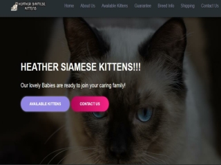 Buy Siamese Cat Online