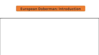 Discover the Loyal European Doberman
