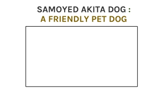 Samoyed Akita Dog  A Friendly Pet Dog