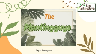 Tree Installation Toronto