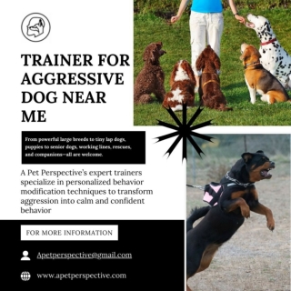 Trainer For Aggressive Dog Near Me