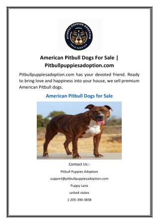 American Pitbull Dogs For Sale  Pitbullpuppiesadoption.com