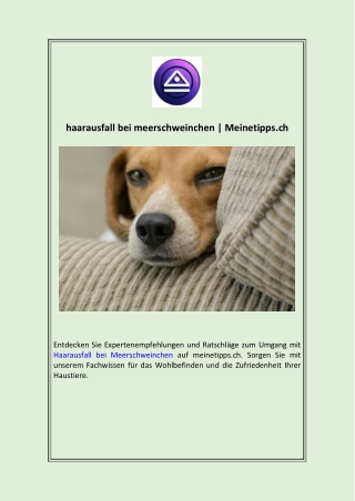 haarausfall bei meerschweinchen  Meinetipps.ch