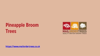 Pineapple Broom Trees - www.mailordertrees.co.uk
