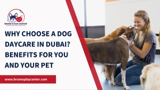 Top Reasons to Choose Dog Daycare in Dubai