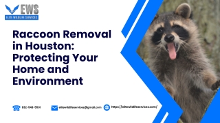 Raccoon Removal in Houston Protecting Your Home and Environment