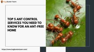 Top 5 Ant Control Services You Need to Know for an Ant-Free Home