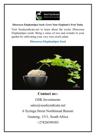 Dioscorea Elephantipes Seed Grow Your Elephant's Foot Today