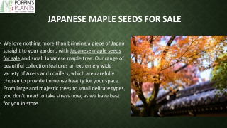 Japanese Maple Seeds for Sale