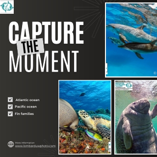 Top Professional Underwater Photographer – LombardUWPhoto