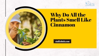 Why Do All the Plants Smell Like Cinnamon
